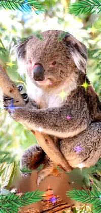 Head Koala Eye Live Wallpaper