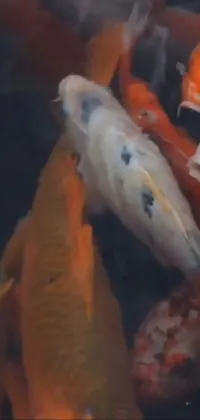 This live wallpaper features a group of koi fish swimming in a pond