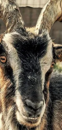 This wallpaper showcases a stunning portrait of a majestic goat with impressive horns in a romanticism style