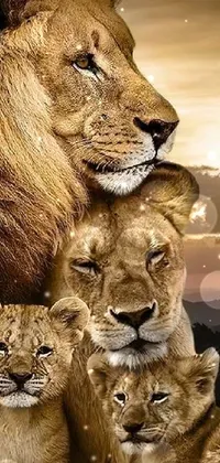 This mesmerizing live wallpaper features a realistic image of an adorable lion family standing closely together