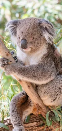 Head Plant Koala Live Wallpaper