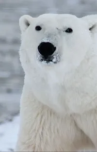 Head Polar Bear Eye Live Wallpaper