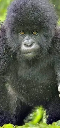 Head Primate Eye Live Wallpaper