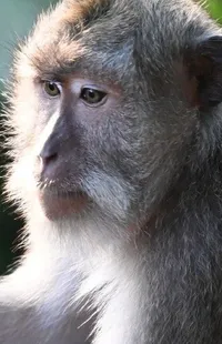 Head Primate Jaw Live Wallpaper