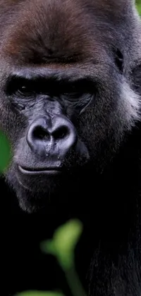 Head Primate Organism Live Wallpaper
