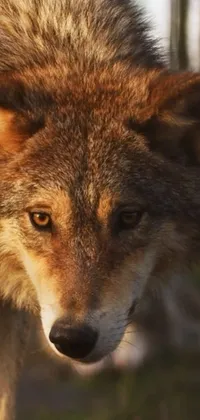 Head Red Fox Fox Live Wallpaper