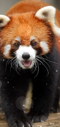 Red Panda Head Eye Live Wallpaper - free download