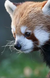 Head Red Panda Carnivore Live Wallpaper
