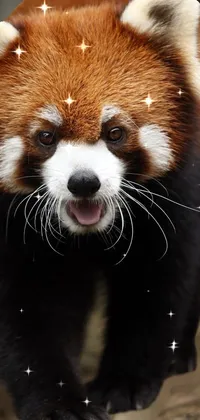 Panda Live Wallpaper
