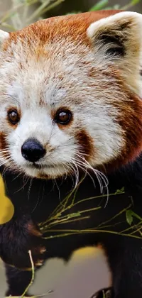 This phone wallpaper features a realistic digital rendering of a Red Panda standing near a tree in a close-up view