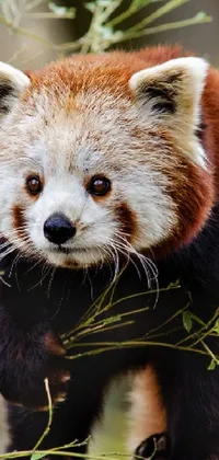 This stunning phone live wallpaper captures the essence of a small animal found in Sichuan, China