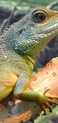 This phone live wallpaper showcases a stunning close-up of a vibrant green lizard perched on a tree branch, striking a pose reminiscent of an avatar image or social media profile picture