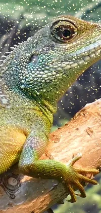 Head Reptile Iguania Live Wallpaper