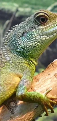 Head Reptile Iguania Live Wallpaper
