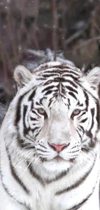 Head Siberian Tiger Bengal Tiger Live Wallpaper
