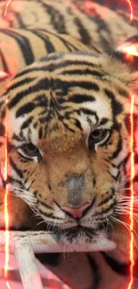 Hair Head Bengal Tiger Live Wallpaper - free download