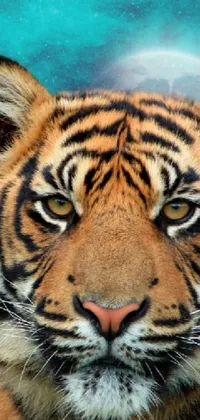 Head Siberian Tiger Bengal Tiger Live Wallpaper