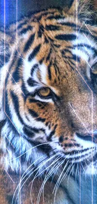 This phone live wallpaper showcases a high-resolution, portrait-oriented photo of a tiger in a cage