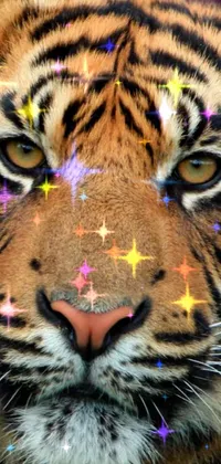 Head Siberian Tiger Eye Live Wallpaper