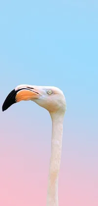 This live wallpaper showcasing an awe-inspiring close-up of a flamingo head against a pink and blue sky is a nature lover's dream come true