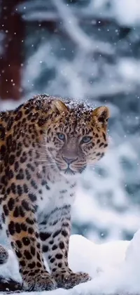 Head Snow Felidae Live Wallpaper