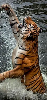 Head Water Bengal Tiger Live Wallpaper
