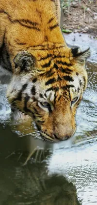 Head Water Bengal Tiger Live Wallpaper