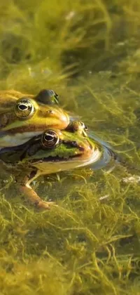 Head Water Frog Live Wallpaper