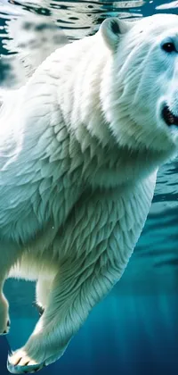 Head Water Polar Bear Live Wallpaper
