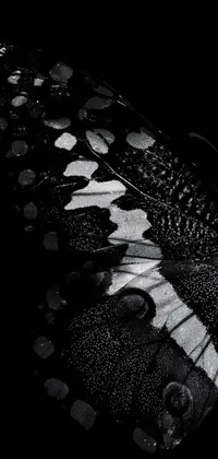 This live phone wallpaper features a black and white image of a butterfly with intricate stained glass wings, photographed in close-up