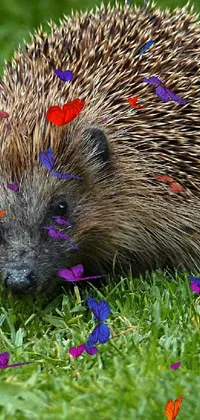 This lively phone wallpaper features a charming hedgehog atop a vibrant green field