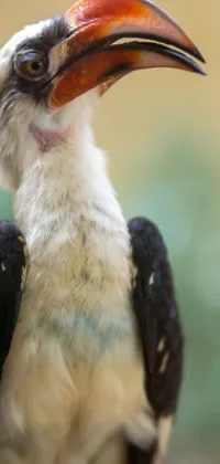 Hornbill Bird Piciformes Live Wallpaper