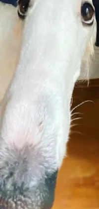 Horse Ear Fawn Live Wallpaper