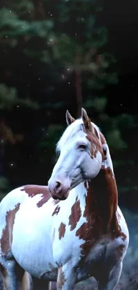 Horse Ear Liver Live Wallpaper