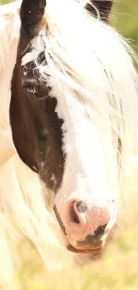 Horse Eyelash Working Animal Live Wallpaper