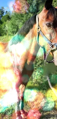 Horse Horse Tack Halter Live Wallpaper