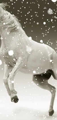Enhance your mobile device's appearance with this mesmerizing live wallpaper of a white horse