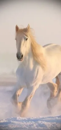 Horse Liquid Terrestrial Animal Live Wallpaper