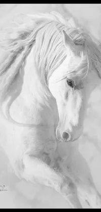 Horse Liver Art Live Wallpaper