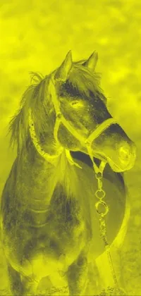 Horse Liver Pack Animal Live Wallpaper