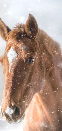 This phone live wallpaper showcases a stunning close-up of a majestic horse standing in the snow