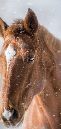 The phone live wallpaper depicts a magnificent horse in a snowy landscape, captured in 4k resolution