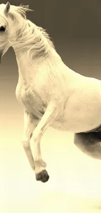 Horse Liver Working Animal Live Wallpaper