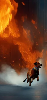 This phone live wallpaper features an animated rottweiler running in front of a fiery blaze, bringing a touch of action to your phone's screen
