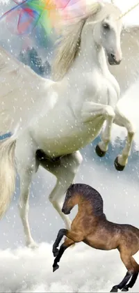 Horse Photograph Vertebrate Live Wallpaper