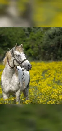 This stunning live wallpaper features a beautiful white horse in a field of yellow flowers