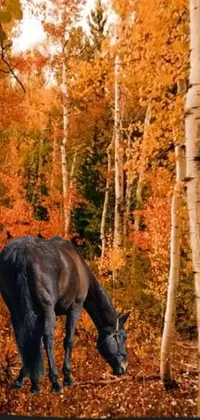 This stunning phone live wallpaper features a beautiful horse grazing in a forest setting, surrounded by fall leaves and a Colorado mountain range