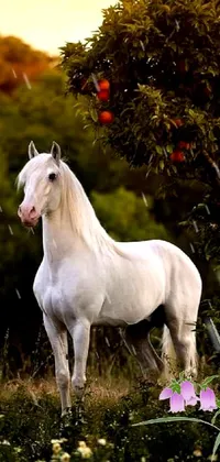 Bring the majesty of nature to your phone with this stunning white horse live wallpaper
