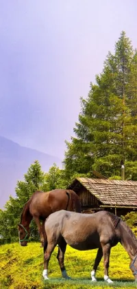Horse Plant Sky Live Wallpaper