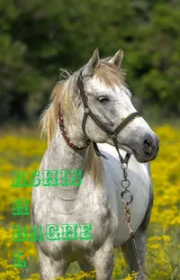Horse Plant Working Animal Live Wallpaper